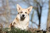CORGI PEMBROKE 529